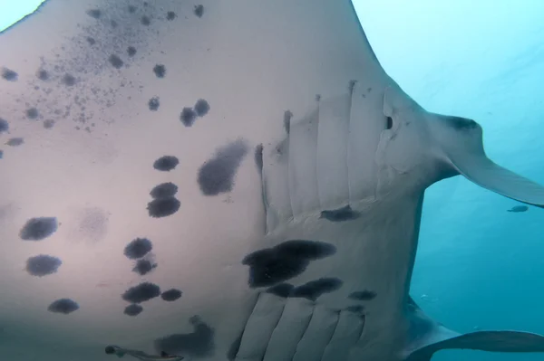 Manta bliska portret w raja ampat Indonezja papua — Zdjęcie stockowe