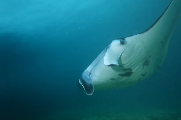 Manta bliska portret w raja ampat Indonezja papua — Zdjęcie stockowe