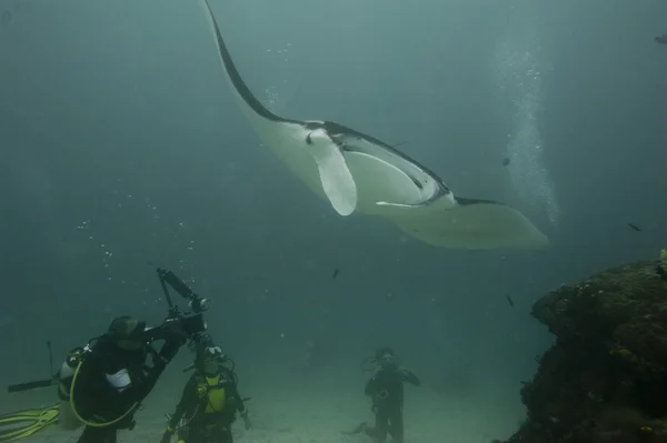 蝠鲼关闭了画像在 raja ampat 巴布亚印度尼西亚 — 图库照片