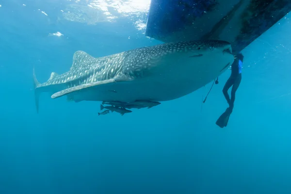 Tiburón ballena acercándose a un buceador bajo el agua en Papúa — Foto de Stock