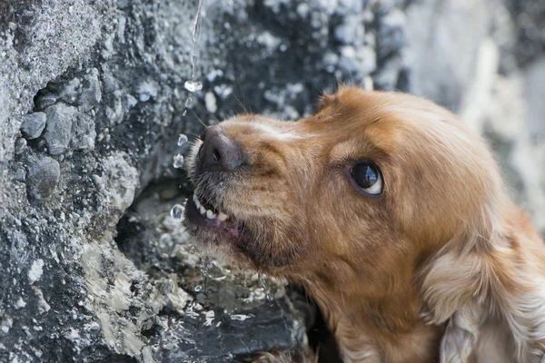Anglický kokršpaněl pes, lízání vodní kapky — Stock fotografie