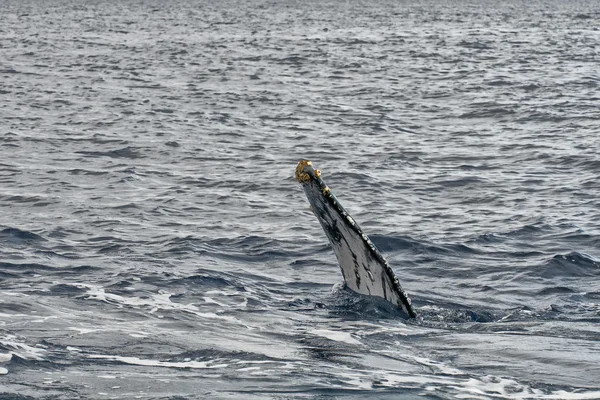 Barbatana de baleia jubarte descendo no mar azul da Polinésia — Fotografia de Stock