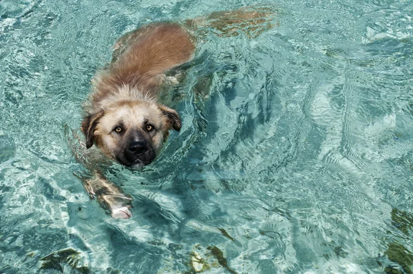 A dog swiming in tropical crystal polynesian sea water — Stock Photo, Image