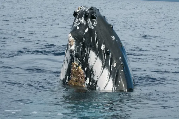 Tête de rorqual à bosse remontant dans l'océan polynésien bleu profond — Photo