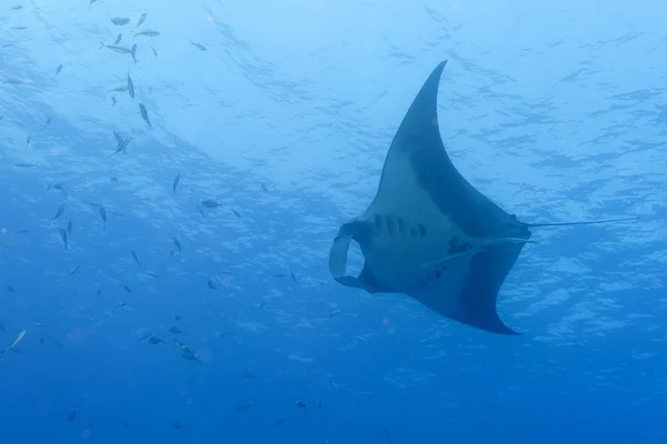 Een manta in de diepe blauwe zee — Stockfoto