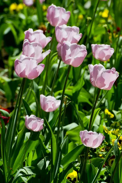 Прекрасный цветок тюльпана — стоковое фото