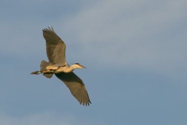 derin mavi gökyüzü arka plan üzerinde siyah mavi balıkçıl