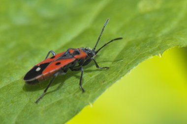 yeşil yaprak üzerinde böcek trichodes izole
