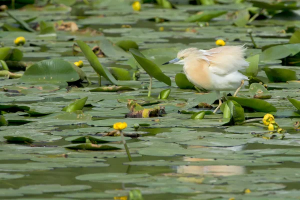 Una garza naranja mientras caza en el fondo del pantano — Foto de Stock