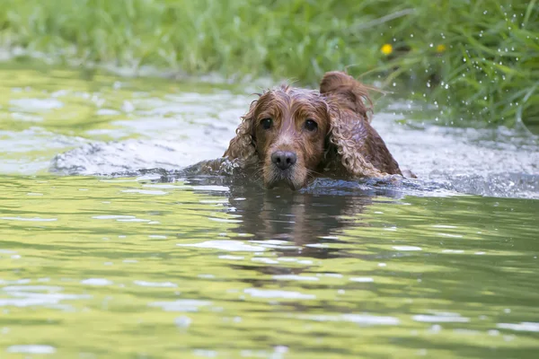 在河里玩耍的同时孤立英国可卡犬 — 图库照片