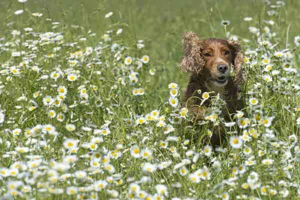 雏菊背景上孤立英国可卡犬 — 图库照片