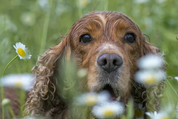 Épagneul cocker anglais isolé sur fond marguerite — Photo