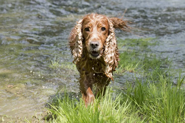 Na białym tle cocker spaniel angielski grając w rzece — Zdjęcie stockowe