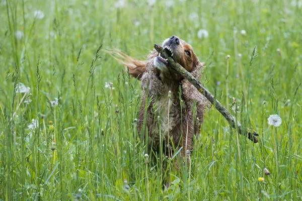 Na białym tle cocker spaniel angielski na trawa tło — Zdjęcie stockowe