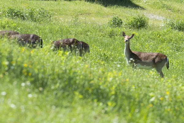 Isolated Roe Deer while looking at you on the grass — Stock Photo, Image