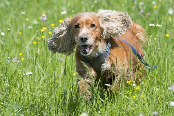 Isolado Inglês cocker spaniel no fundo grama — Fotografia de Stock