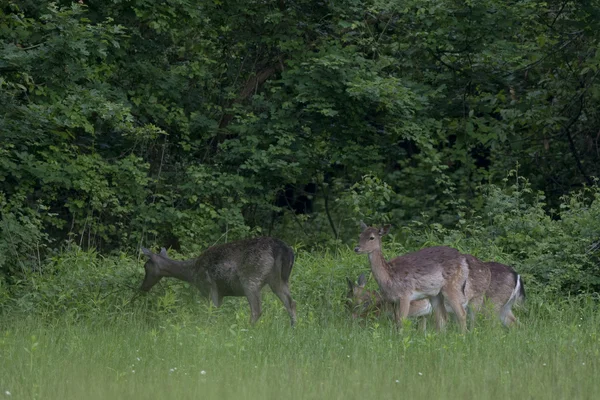 ダマジカ降圧 doe と緑の森の背景上の子鹿 — ストック写真