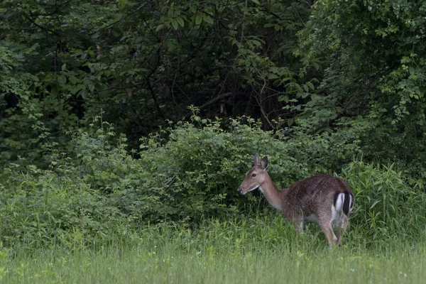 Fallow deer buck doe and fawn on green forest background — Stock Photo, Image