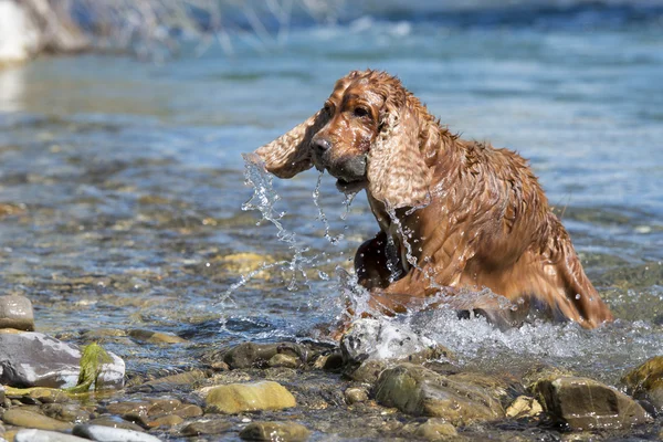 Aislado inglés cocker spaniel mientras juega en el río — Foto de Stock