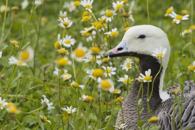 daisy arka plan üzerinde siyah beyaz izole kaz