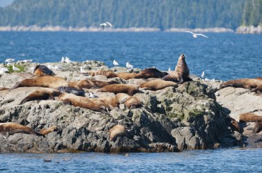 Deniz Aslanları alaska kayaların üzerinde rahatlatıcı