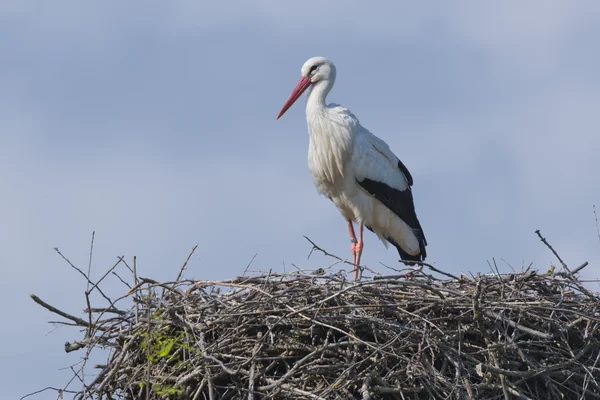 Geïsoleerde ooievaar op de hemelachtergrond — Stockfoto