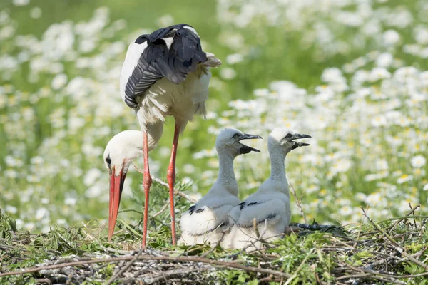 Cigogne avec bébé chiot dans son nid sur le fond marguerite — Photo