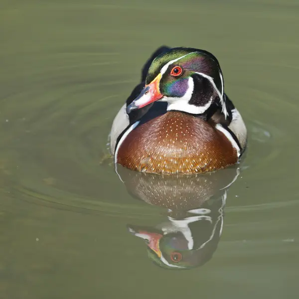 Multi coloured duck on the green water background — Stock Photo, Image