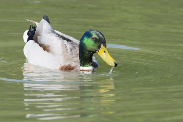 Multi coloured duck on the green water background — Stock Photo, Image