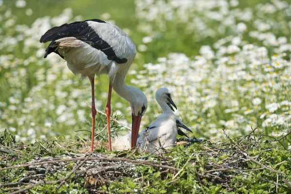 Stork with baby puppy in its nest on the daisy background — Stock Photo, Image