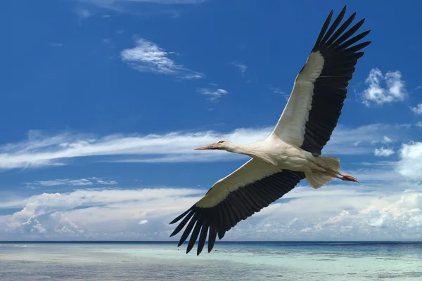 Cigogne isolée tout en volant sur le fond d'eau turquoise paradis tropical — Photo