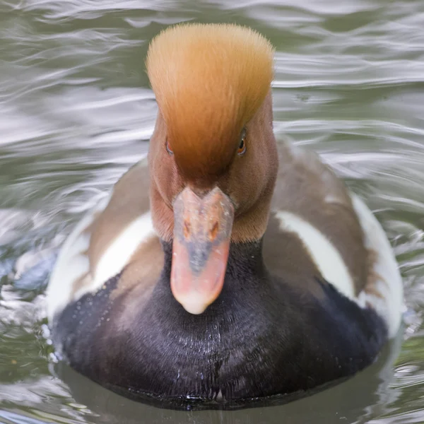 Multi coloured duck on the green water background — Stock Photo, Image