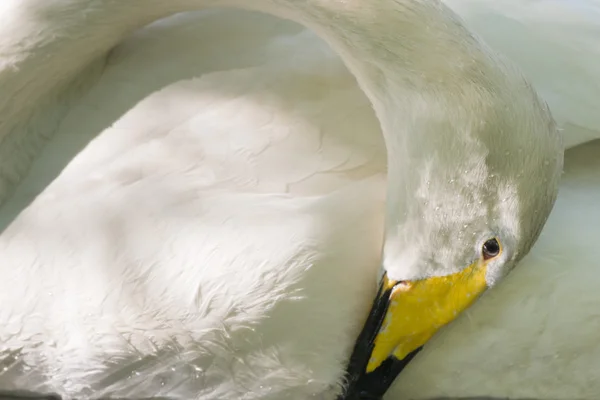 Retrato aislado del cisne mirándote — Foto de Stock