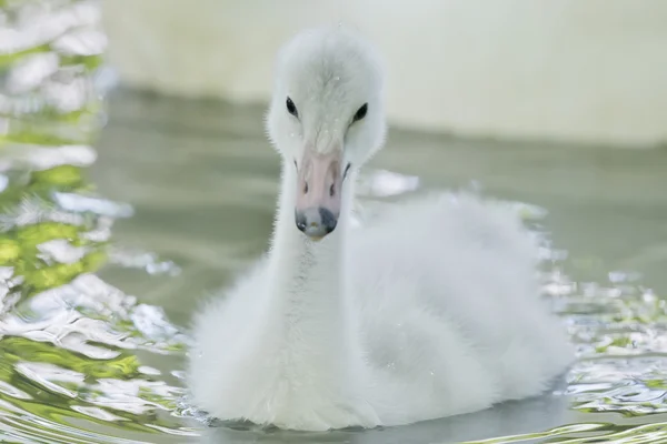 Ritratto isolato del cigno che ti guarda — Foto Stock