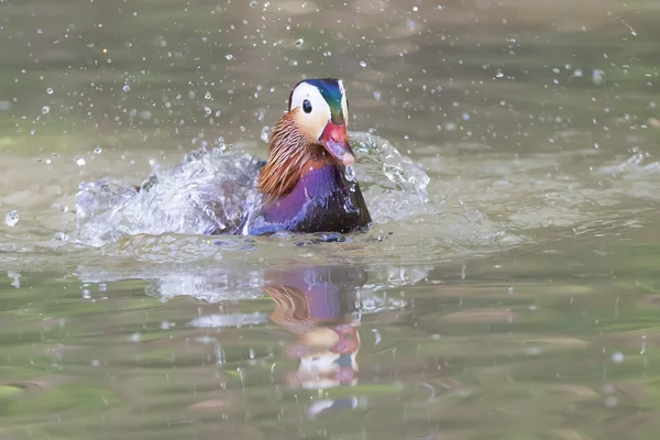 Isolated mandarin duck on the green water background — Stock Photo, Image