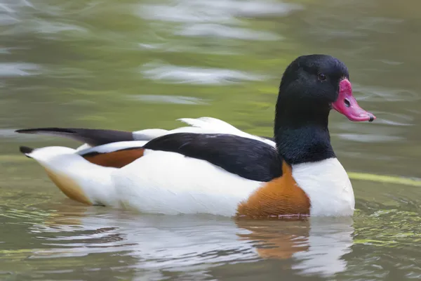 Multi coloured duck on the green water background — Stock Photo, Image