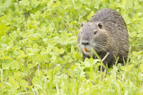 Elszigetelt hód nutria néz rád — Stock Fotó