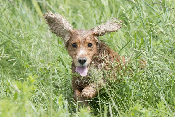 Na białym tle cocker spaniel angielski na trawa tło — Zdjęcie stockowe