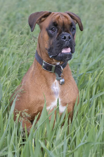 Boxer isolado cachorro jovem cão enquanto saltando na grama verde — Fotografia de Stock
