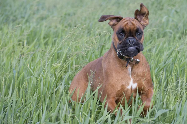 Boxer isolado cachorro jovem cão enquanto saltando na grama verde — Fotografia de Stock