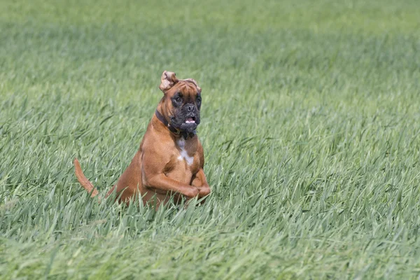 Isolated boxer young puppy dog while jumping on green grass — Stock Photo, Image