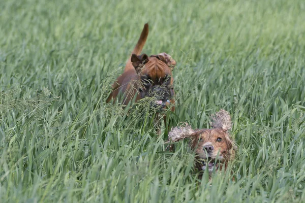 Isolated boxer young puppy dog while jumping with cocker spaniel — Stock Photo, Image