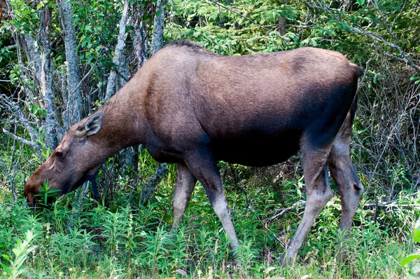 Isolated female moose on forest background — Stock Photo, Image