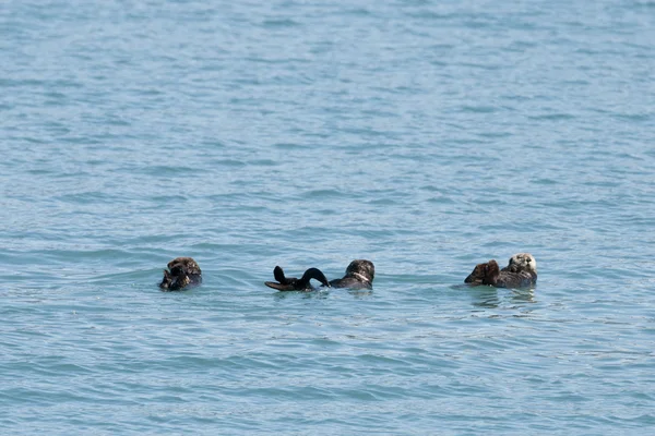 Seeotter im Prinz-William-Sound, alaska — Stockfoto