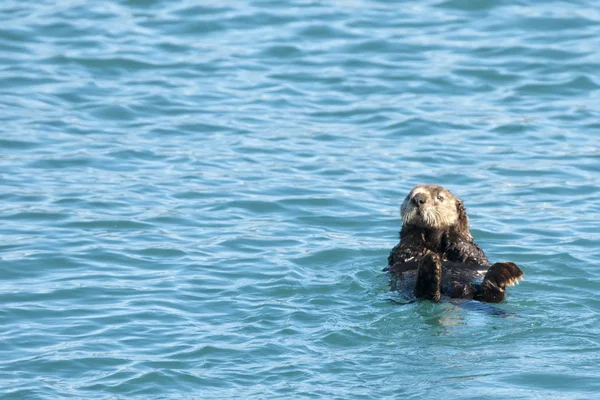 Sea Otter in Prince William Sound, Alaska — Stock Photo, Image