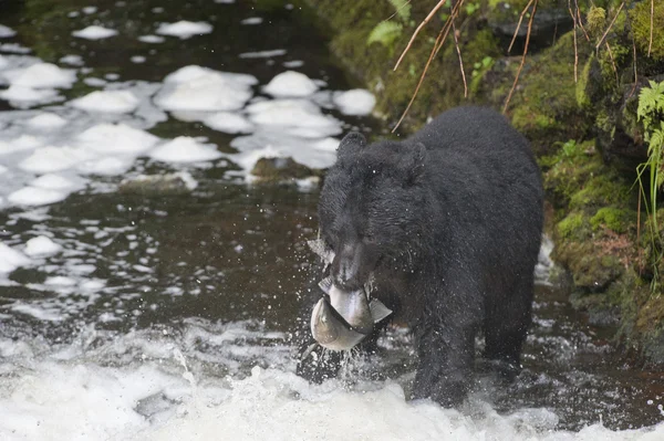 Orso nero isolato mentre mangia un salmone in Alaska — Foto Stock