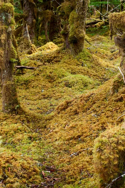 Sentier forestier couvert de mousse — Photo