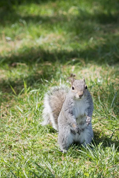 Een grijze eekhoorn terwijl op zoek naar jou Stockfoto