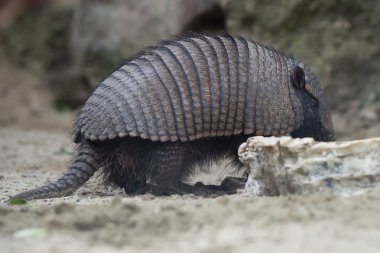 portre kadar izole armadillo kapatın