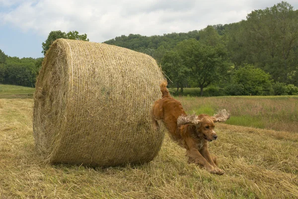 English cocker spaniel while jumping from wheat ball — Stock Photo, Image